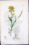 Antique Print British Plants Botany 1847 Sowerby Smith Brassica Campestris 19th