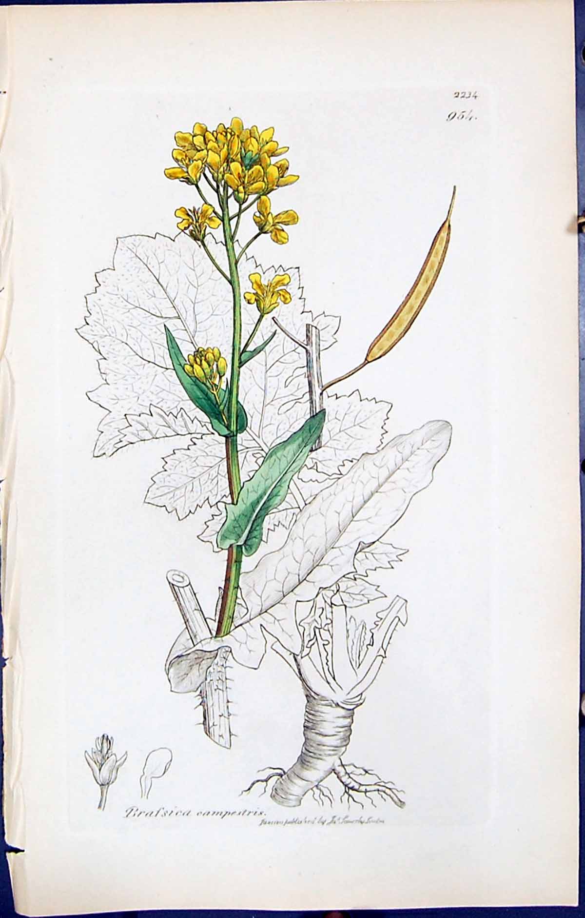Antique Print British Plants Botany 1847 Sowerby Smith Brassica Campestris 19th