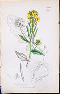Antique Old Print British Plants Botany 1847 Sowerby Smith Sinapis Arvensis