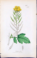 Antique Print British Plants Botany 1847 Sowerby Smith Colour Sinapis Alba 19th