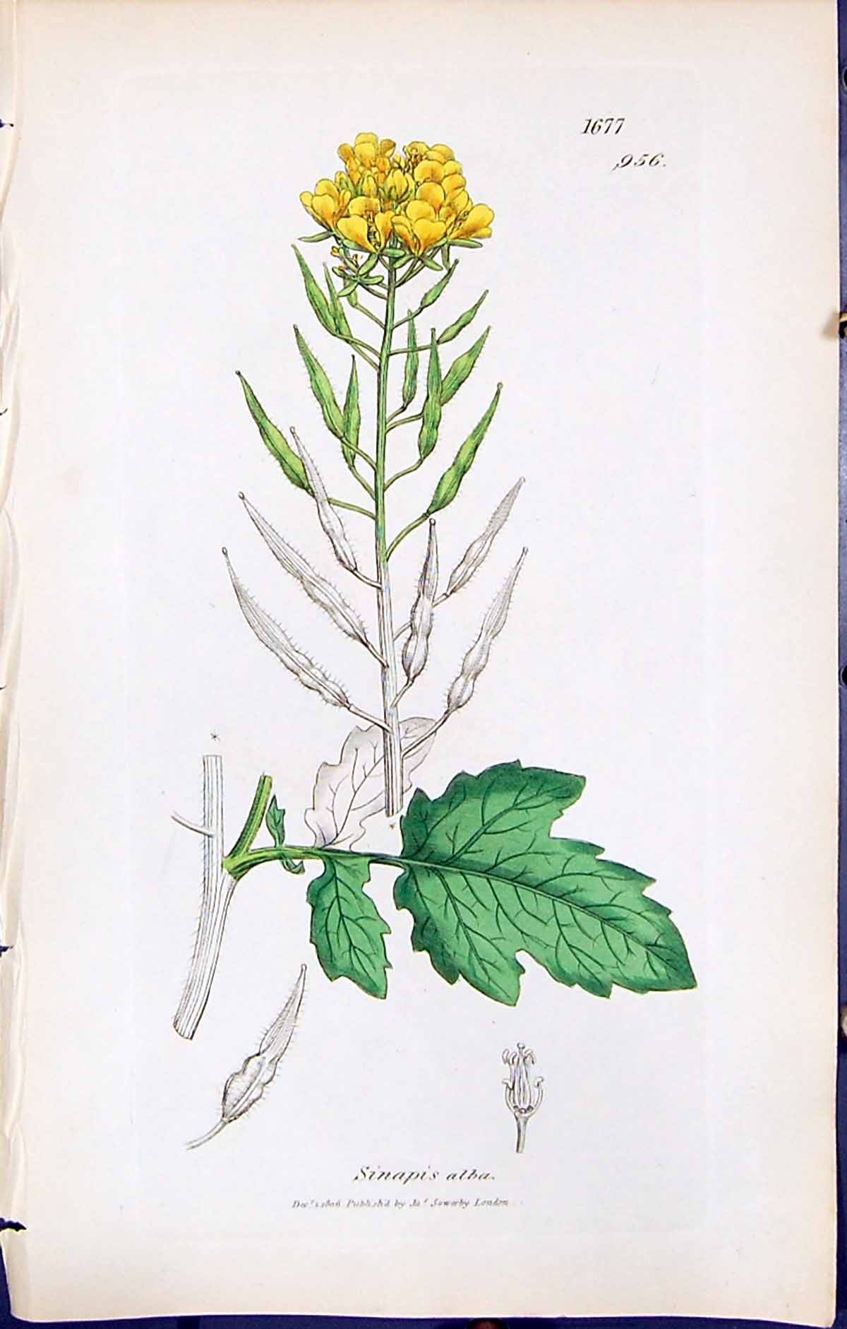 Antique Print British Plants Botany 1847 Sowerby Smith Colour Sinapis Alba 19th
