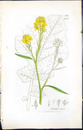 Antique Print British Plants Botany 1847 Sowerby Smith Colour Sinapis Nigra
