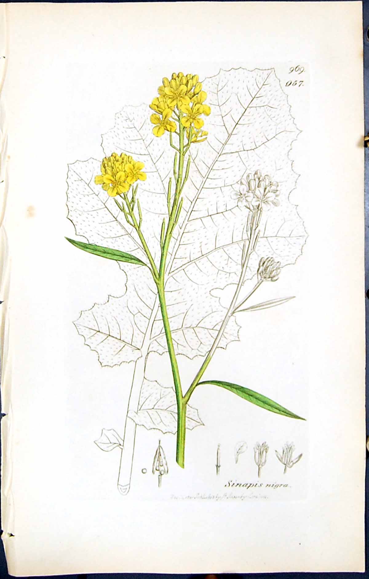 Antique Print British Plants Botany 1847 Sowerby Smith Colour Sinapis Nigra