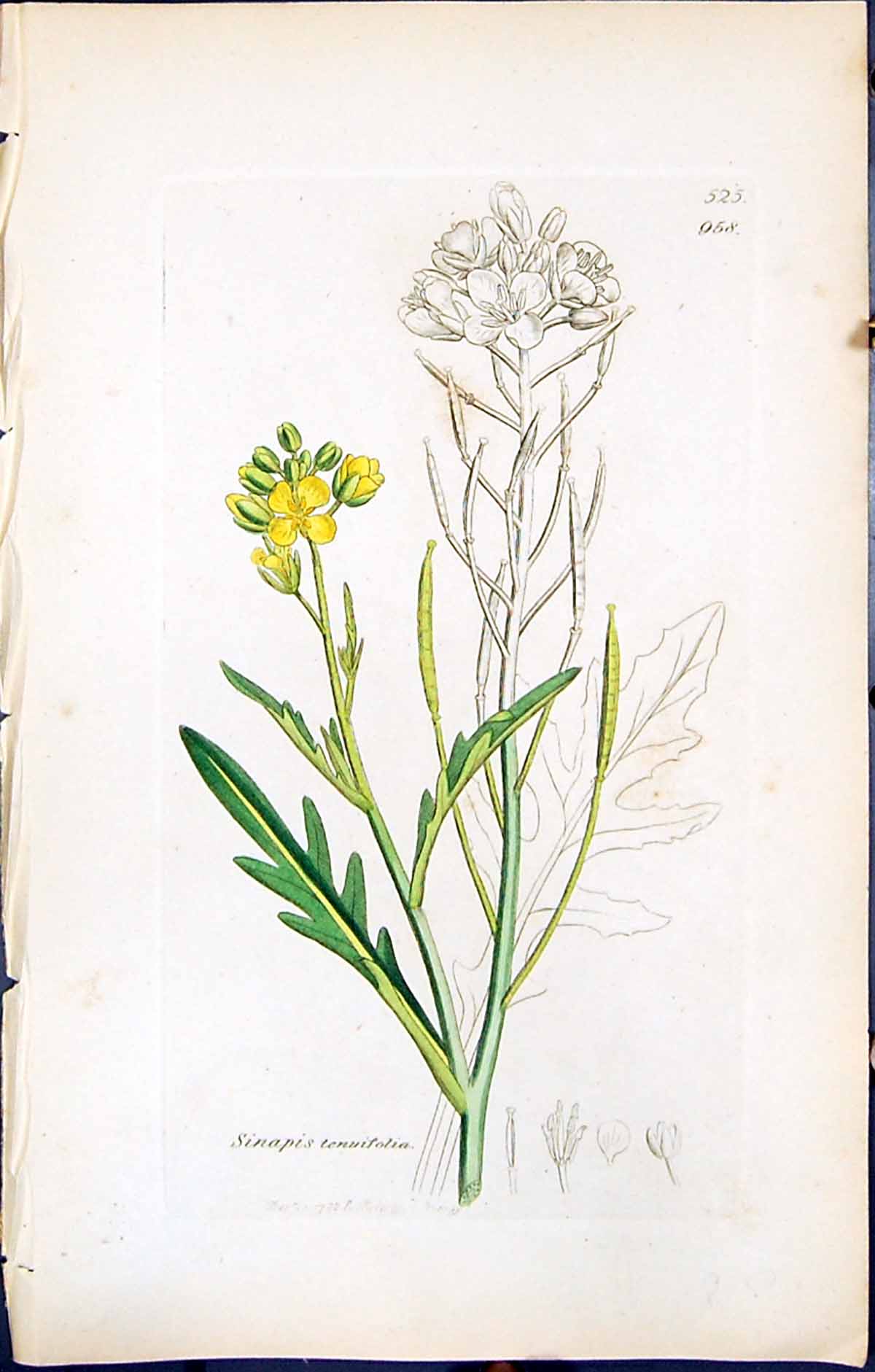 Antique Old Print British Plants Botany 1847 Sowerby Smith Sinapis Tenuifolia