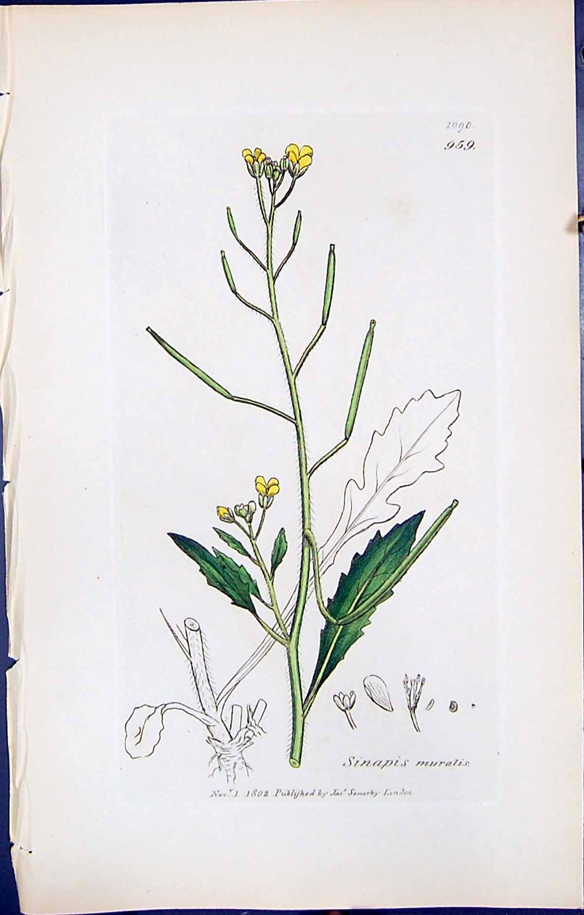 Old Print British Plants Botany 1847 Sowerby Smith Colour Sinapis Muralis 19th