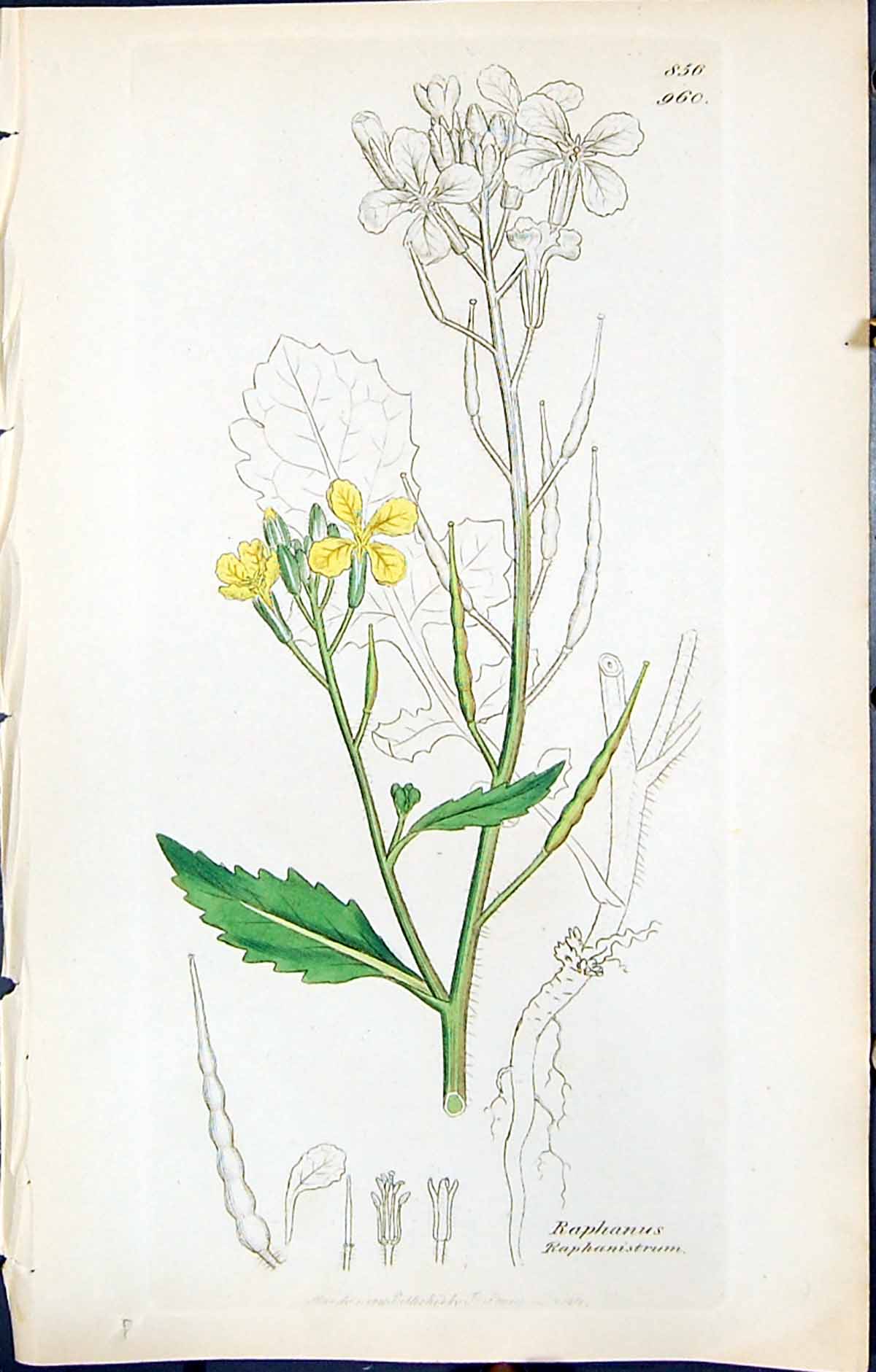 Old Print British Plants Botany 1847 Sowerby Smith Raphanus Raphanistrum 19th