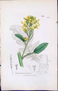 Antique Old Print British Plants Botany 1847 Sowerby Smith Raphanus Maritimus