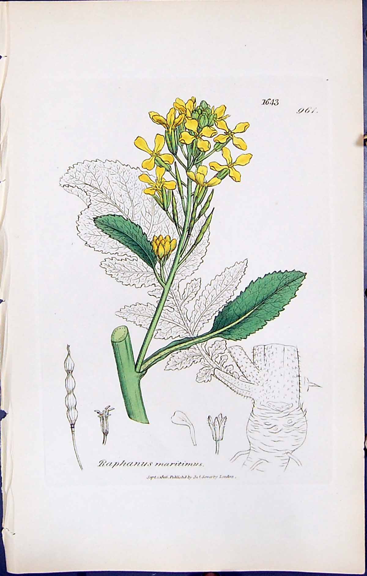Antique Old Print British Plants Botany 1847 Sowerby Smith Raphanus Maritimus