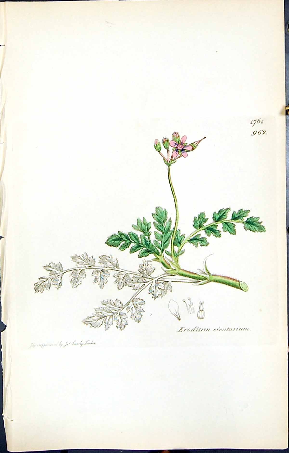 Antique Old Print British Plants Botany 1847 Sowerby Smith Erodium Cicutarium