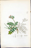 Antique Old Print British Plants Botany 1847 Sowerby Smith Erodium Moschatum