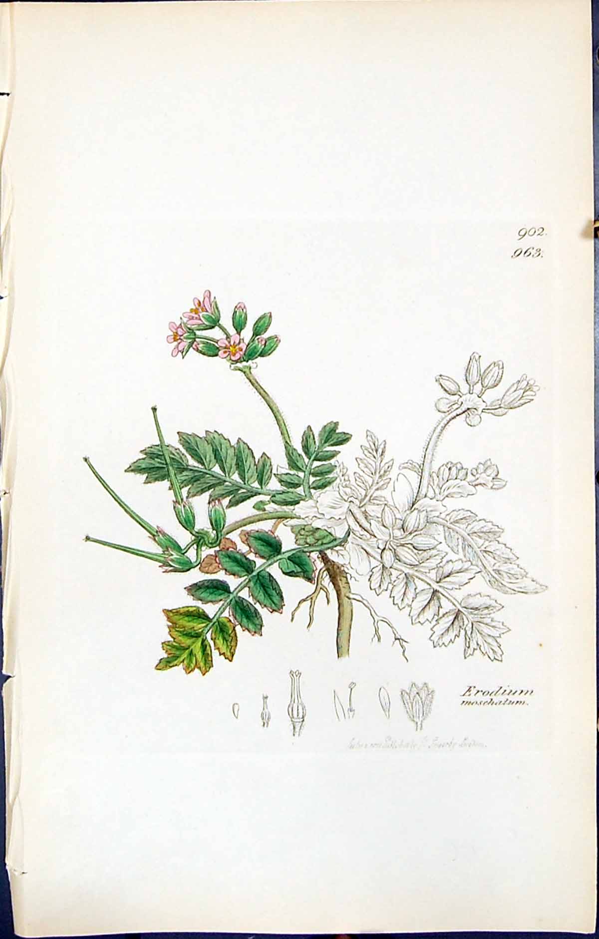 Antique Old Print British Plants Botany 1847 Sowerby Smith Erodium Moschatum