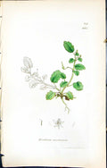Antique Old Print British Plants Botany 1847 Sowerby Smith Erodium Maritimum
