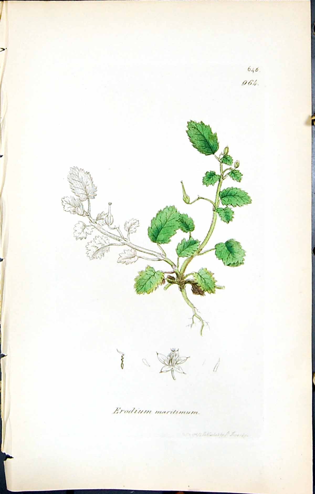 Antique Old Print British Plants Botany 1847 Sowerby Smith Erodium Maritimum