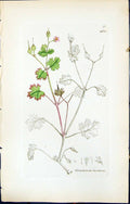 Antique Old Print British Plants Botany 1847 Sowerby Smith Geranium Lucidum