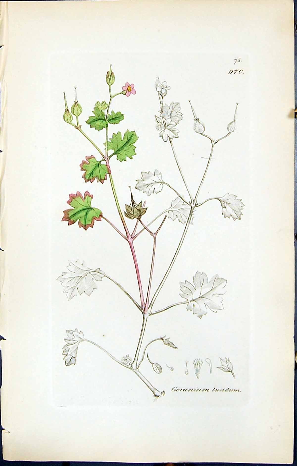 Antique Old Print British Plants Botany 1847 Sowerby Smith Geranium Lucidum
