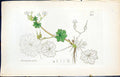 Old Print British Plants Botany 1847 Sowerby Smith Colour Geranium Molle 19th