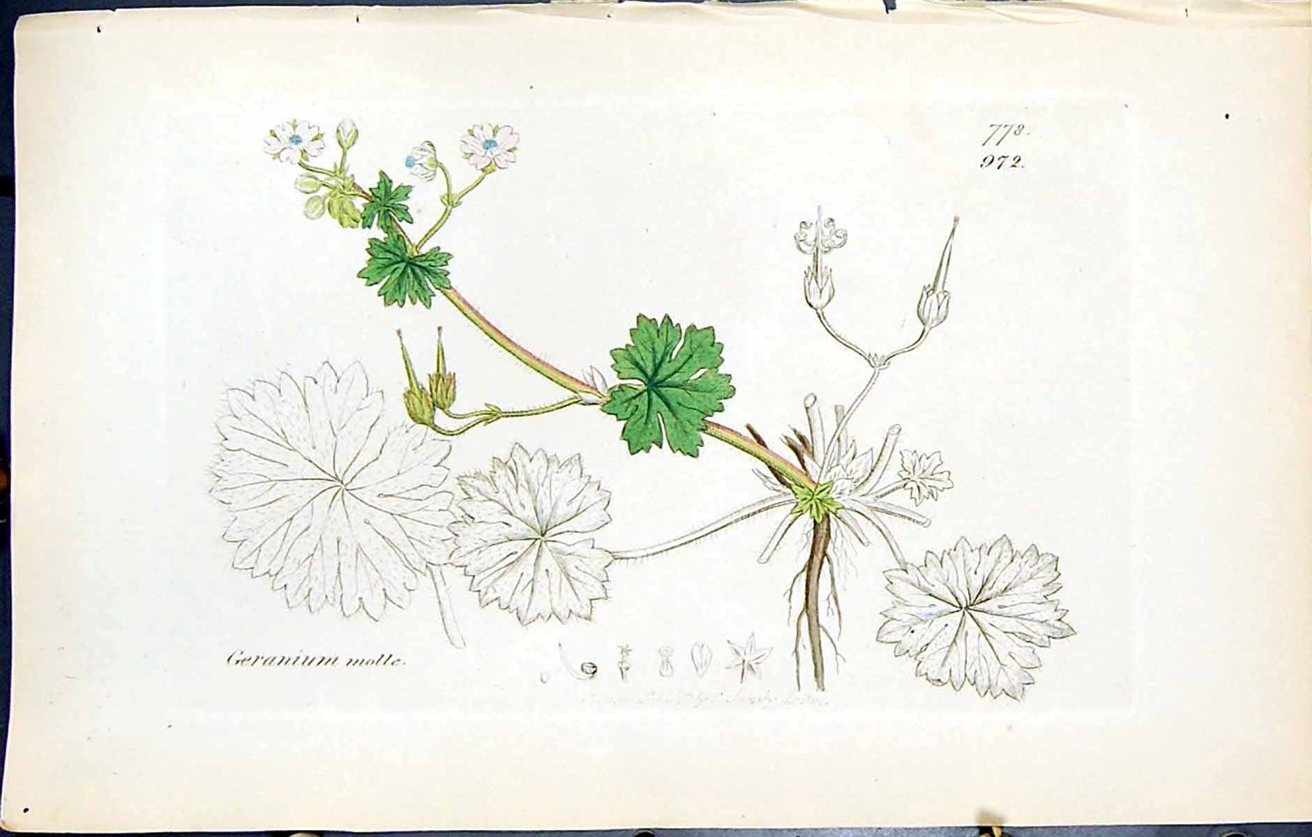 Old Print British Plants Botany 1847 Sowerby Smith Colour Geranium Molle 19th