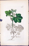 Old Antique Print British Plants Botany 1847 Sowerby Smith Colour Malva 19th
