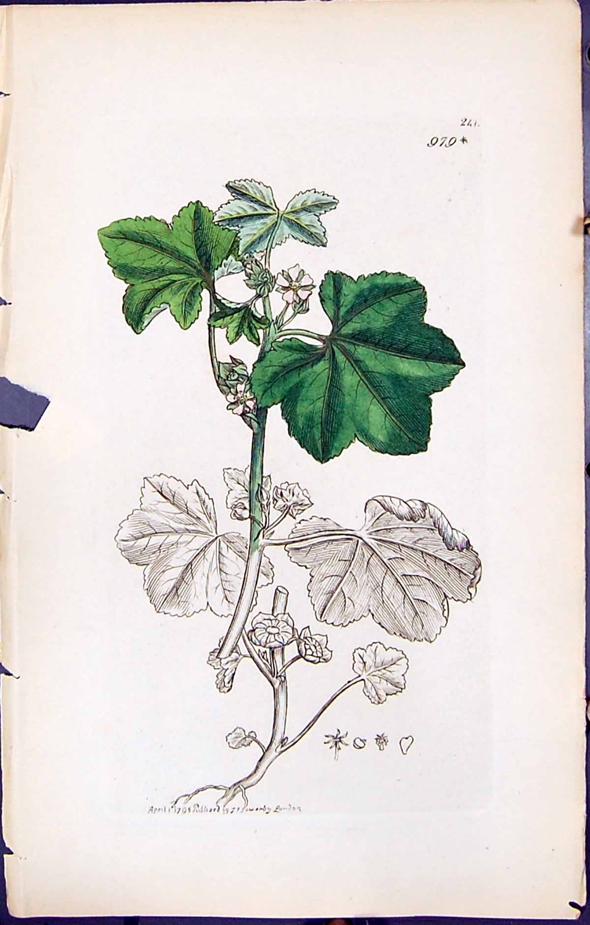 Old Antique Print British Plants Botany 1847 Sowerby Smith Colour Malva 19th