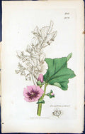 Antique Old Print British Plants Botany 1847 Sowerby Smith Lavatera Arborea