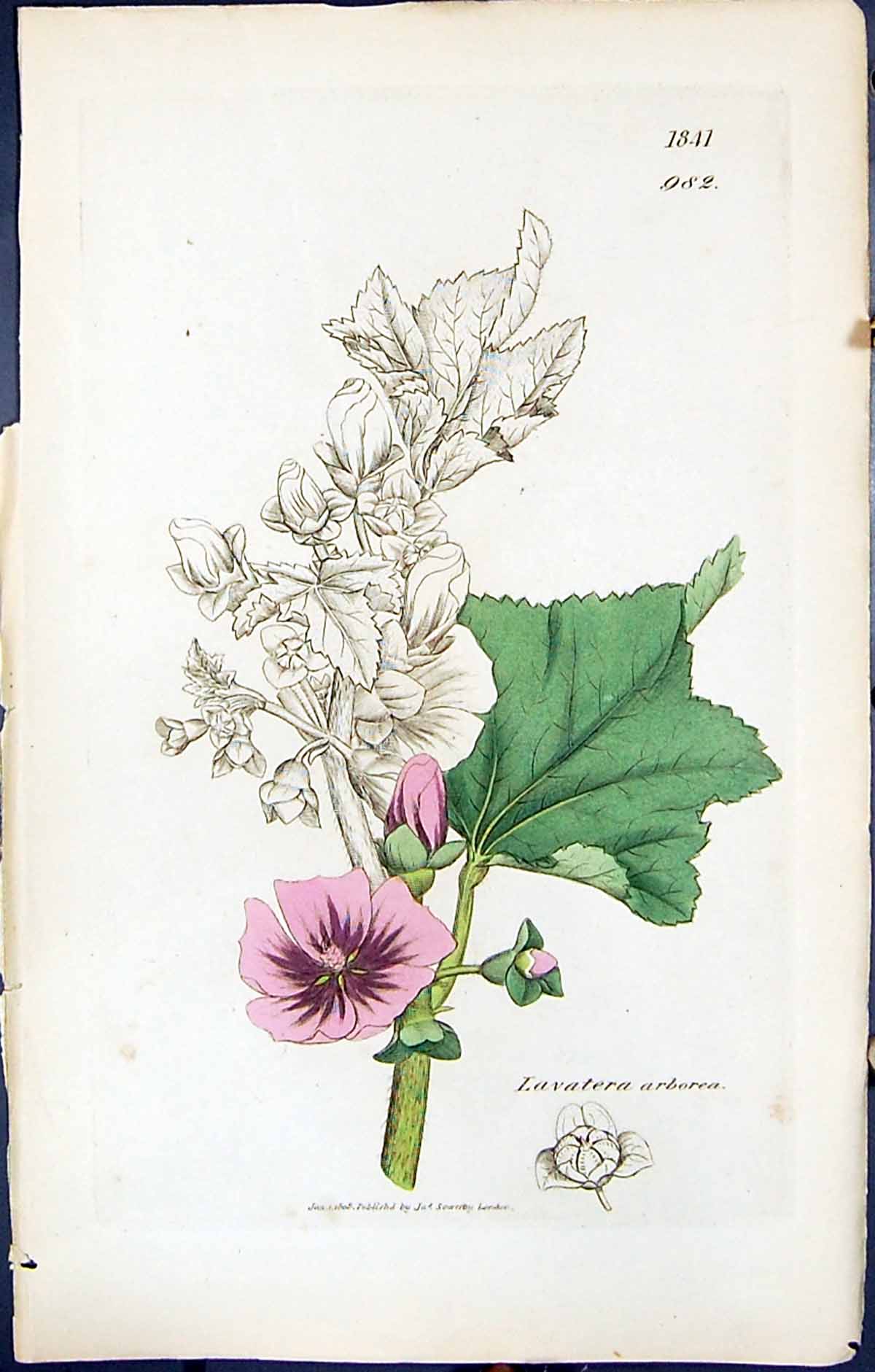 Antique Old Print British Plants Botany 1847 Sowerby Smith Lavatera Arborea