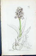 Antique Print Orchis Tephrosanthas British Plants Botany 1847 Sowerby Smith