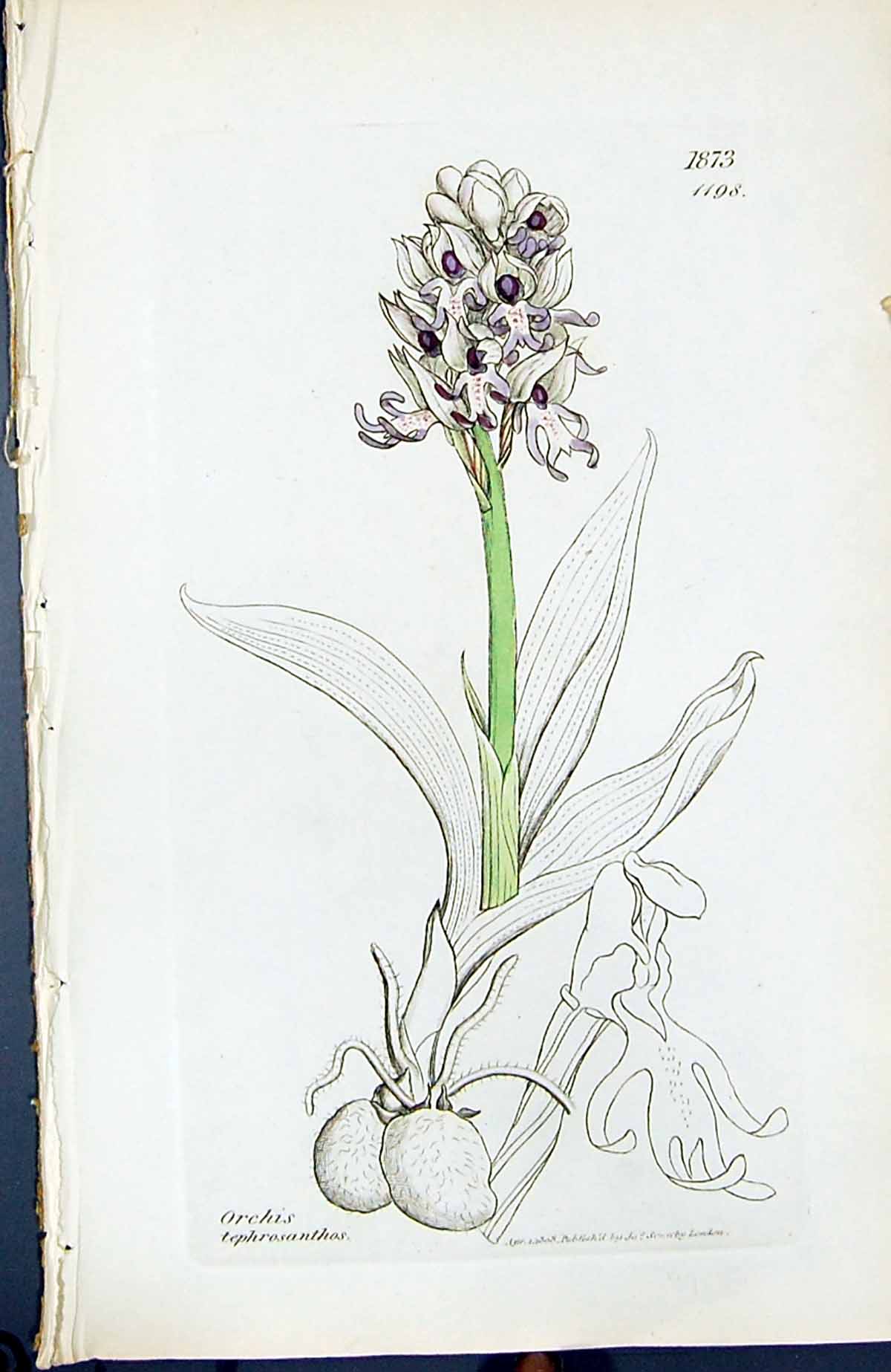 Antique Print Orchis Tephrosanthas British Plants Botany 1847 Sowerby Smith