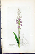 Antique Print Gymnadenia Conopsea British Plants Botany 1847 Sowerby Smith 19th