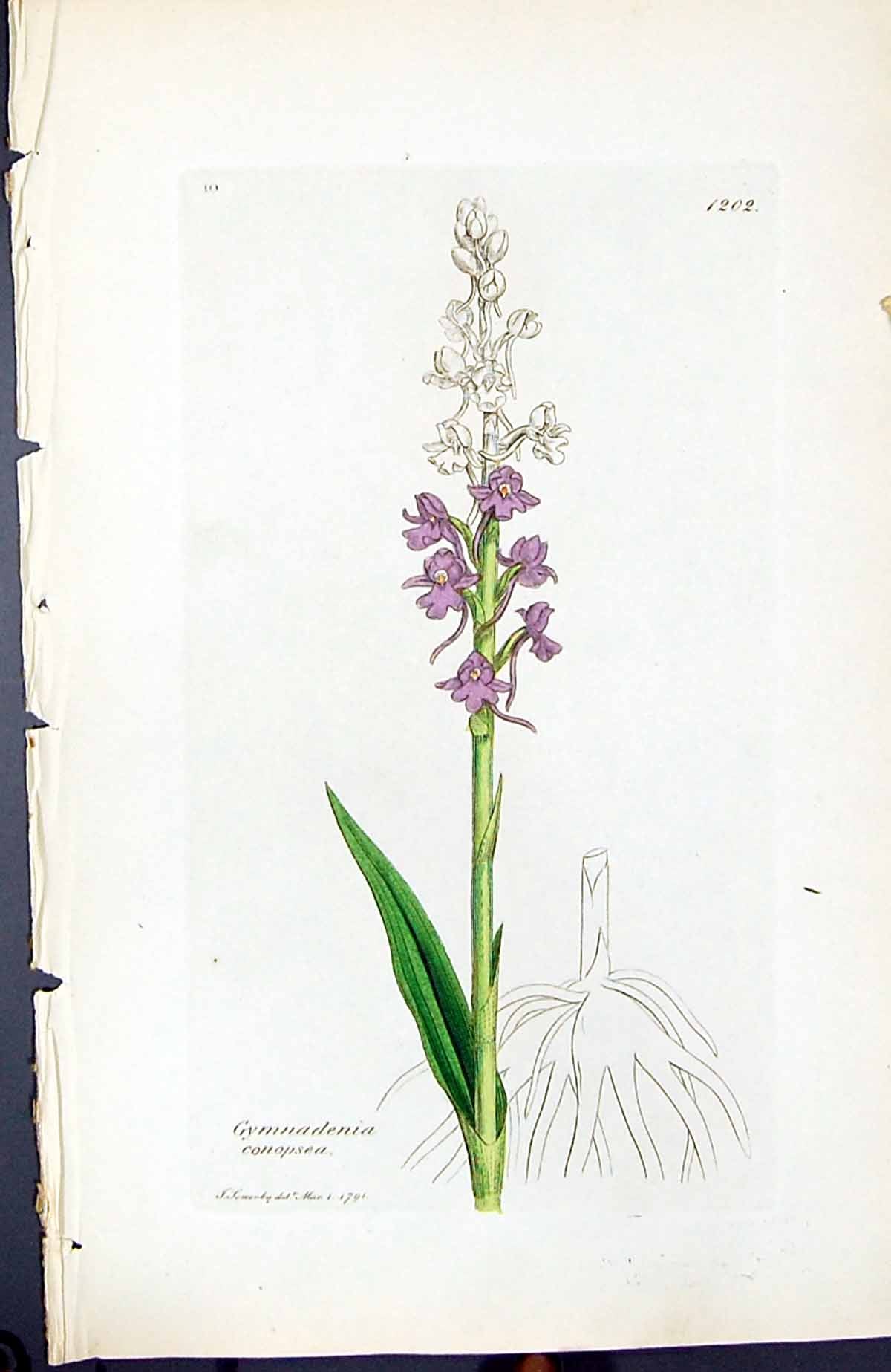 Antique Print Gymnadenia Conopsea British Plants Botany 1847 Sowerby Smith 19th