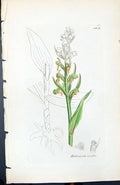 Antique Old Print Habernaria Viridis British Plants Botany 1847 Sowerby Smith