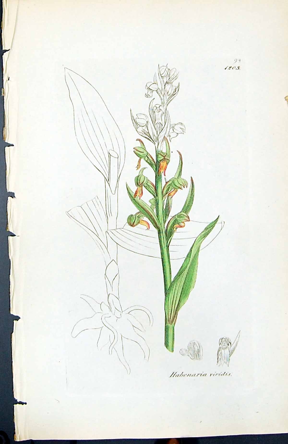 Antique Old Print Habernaria Viridis British Plants Botany 1847 Sowerby Smith