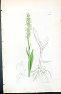 Antique Old Print Habenaria Albida British Plants Botany 1847 Sowerby Smith