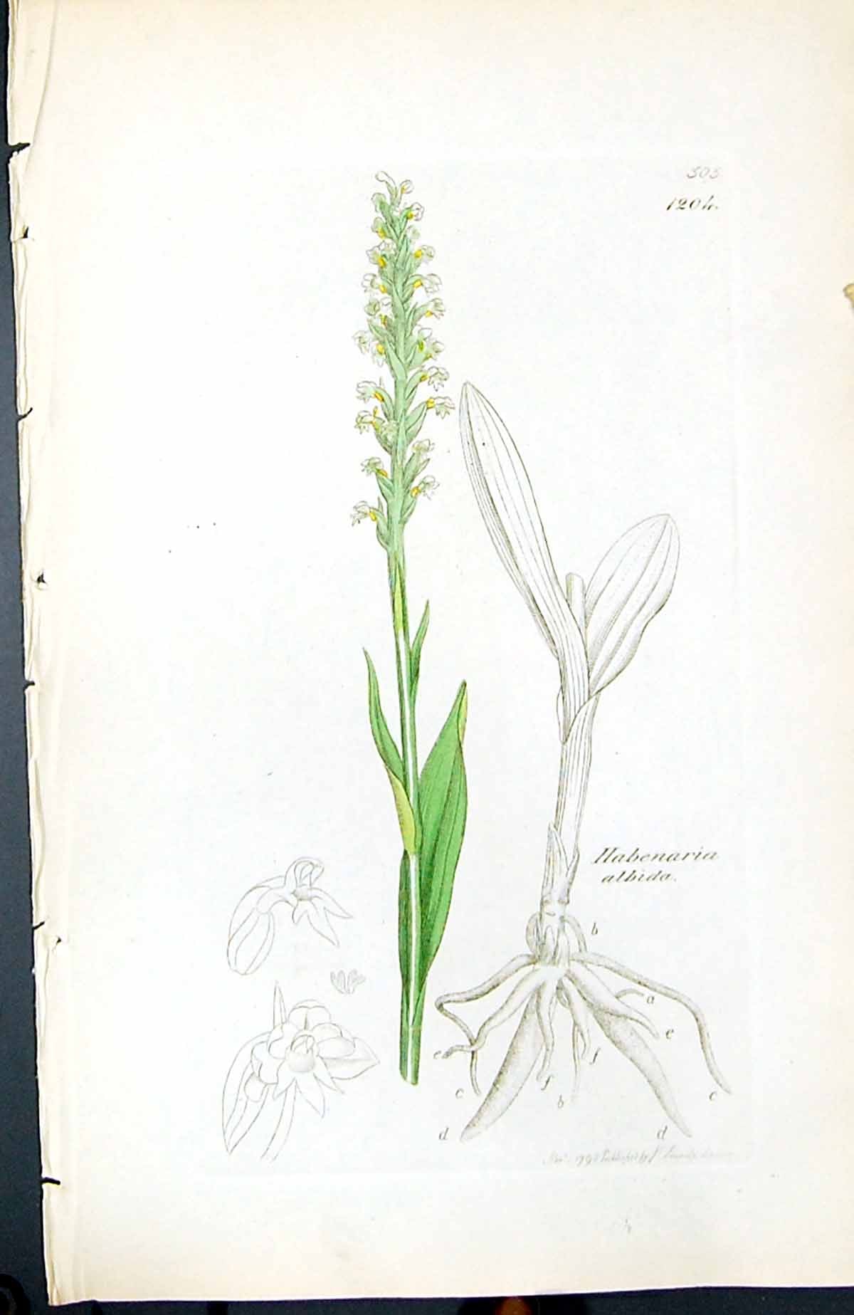 Antique Old Print Habenaria Albida British Plants Botany 1847 Sowerby Smith