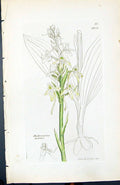 Antique Old Print Habenaria Bifolia British Plants Botany 1847 Sowerby Smith