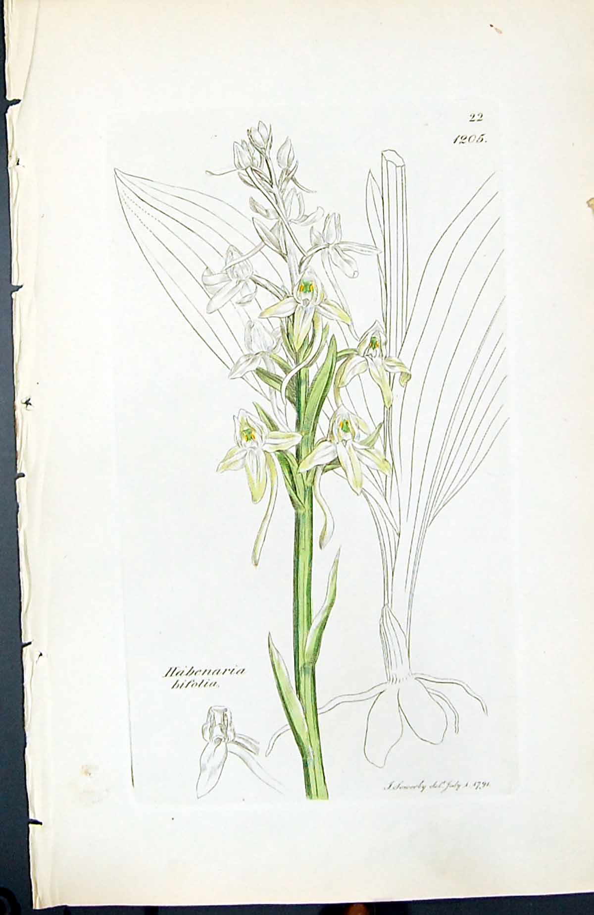 Antique Old Print Habenaria Bifolia British Plants Botany 1847 Sowerby Smith