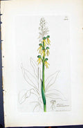 Antique Print Aceras Anthropophora British Plants Botany 1847 Sowerby Smith