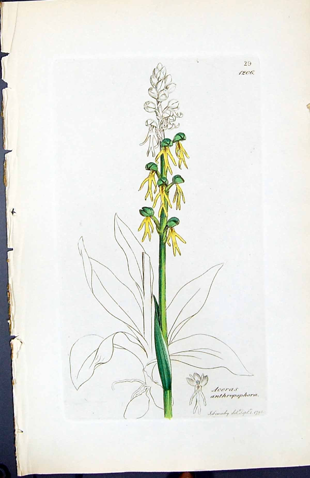 Antique Print Aceras Anthropophora British Plants Botany 1847 Sowerby Smith