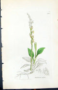 Antique Old Print Goodyera Repens British Plants Botany 1847 Sowerby Smith 19th