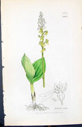 Antique Print Listera Ovata British Plants Botany 1847 Sowerby Smith Colour