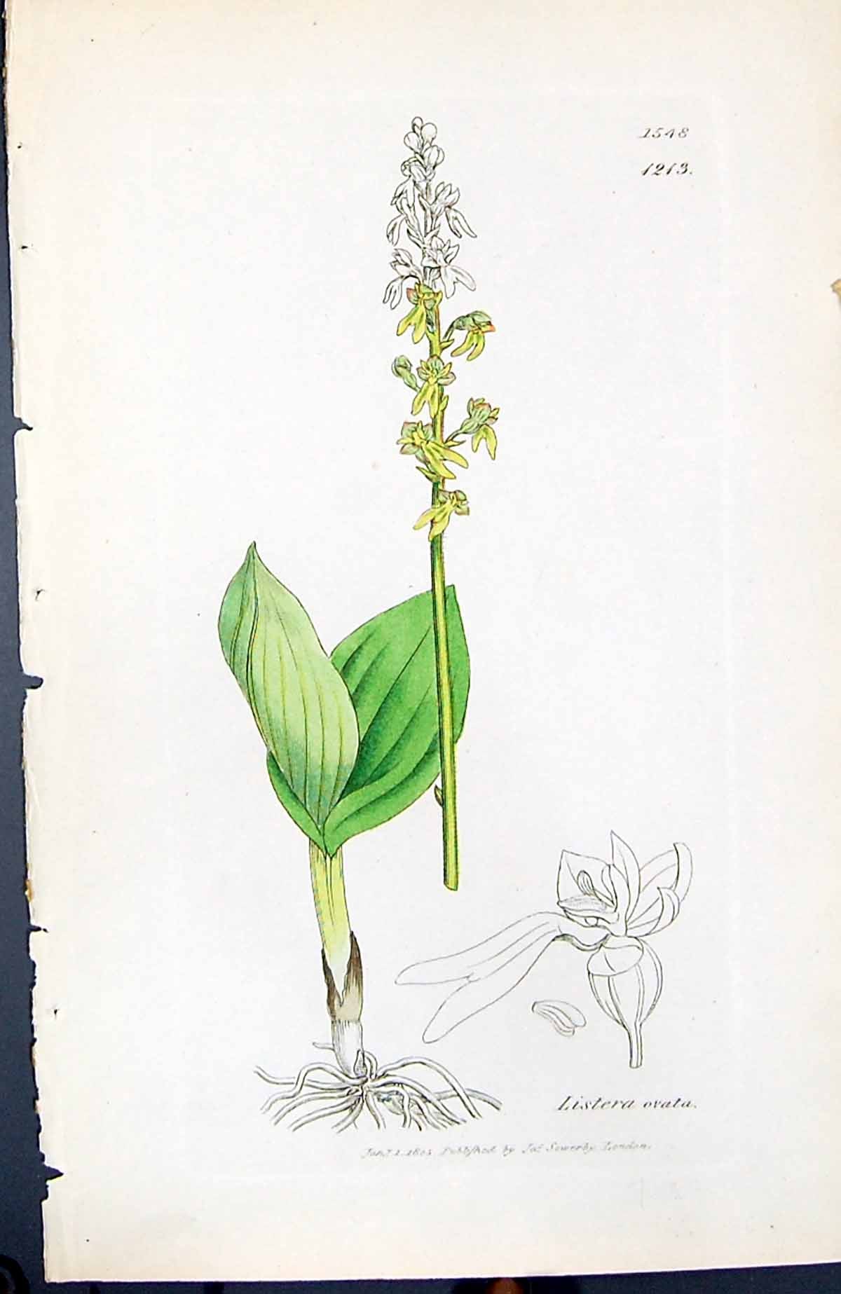 Antique Print Listera Ovata British Plants Botany 1847 Sowerby Smith Colour