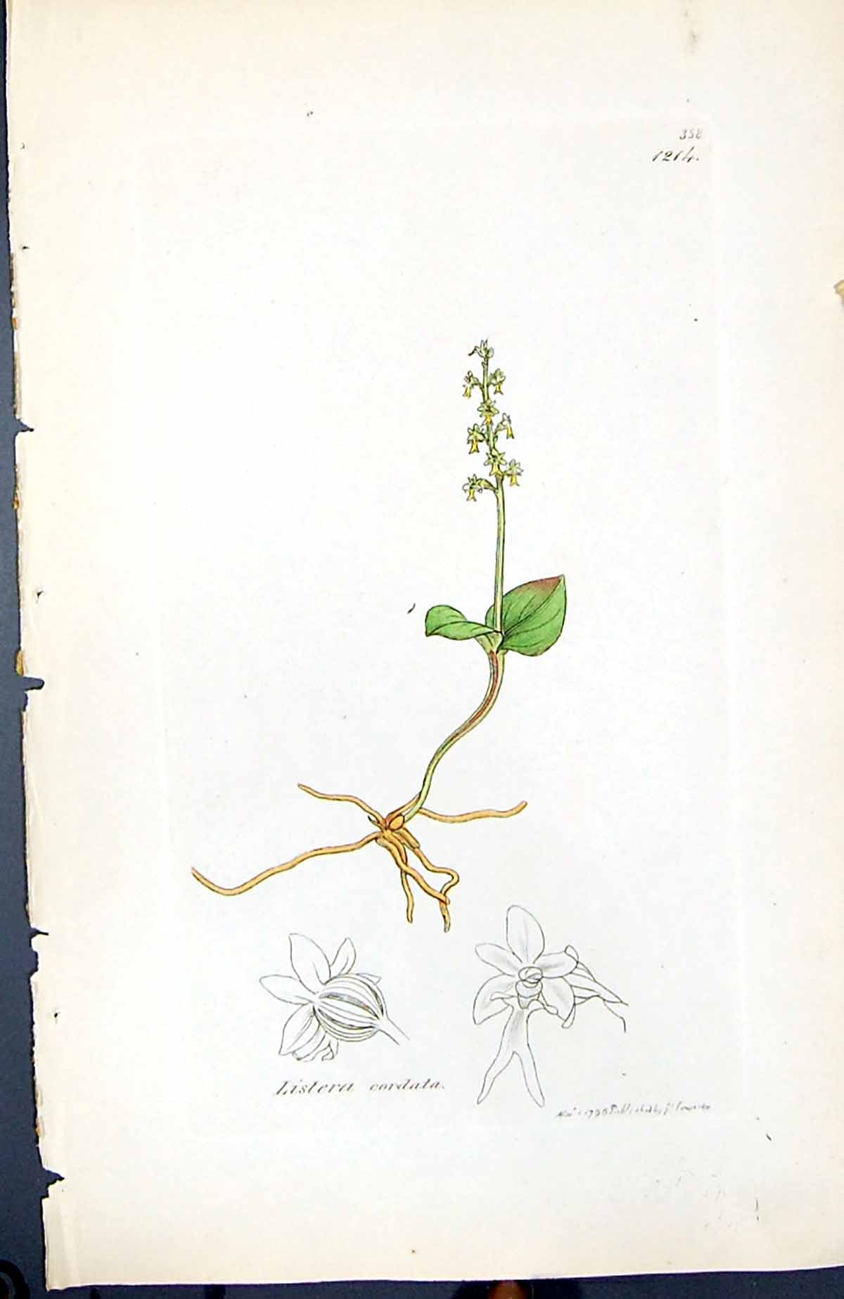 Antique Old Print Listera Cordata British Plants Botany 1847 Sowerby Smith 19th