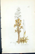 Antique Print Listera Nidus British Plants Botany 1847 Sowerby Smith Colour