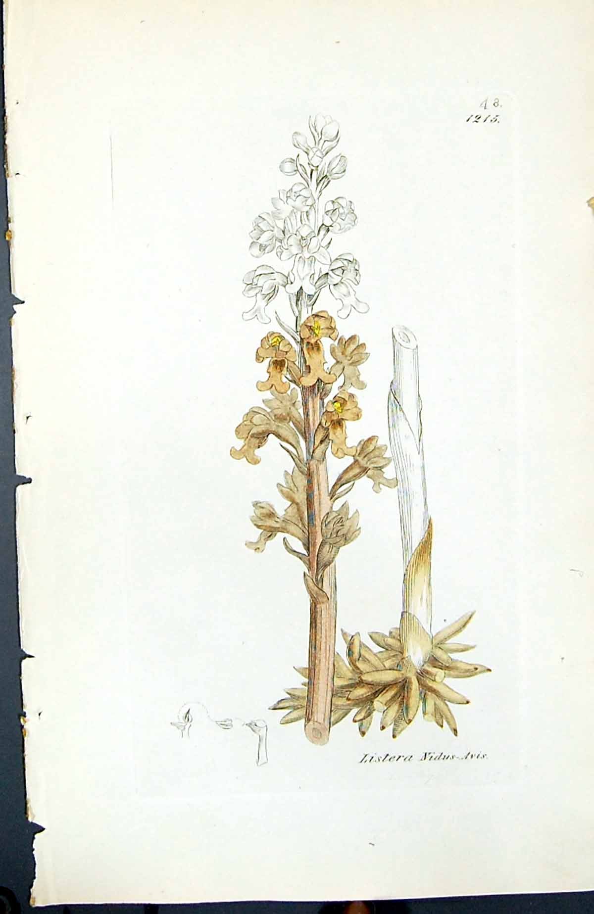 Antique Print Listera Nidus British Plants Botany 1847 Sowerby Smith Colour