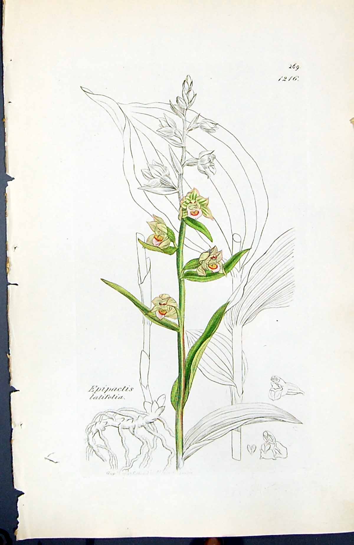 Antique Print Epipactis Latifolia British Plants Botany 1847 Sowerby Smith 19th