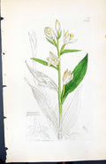 Old Print Epipactis Grandiflora British Plants Botany 1847 Sowerby Smith 19th