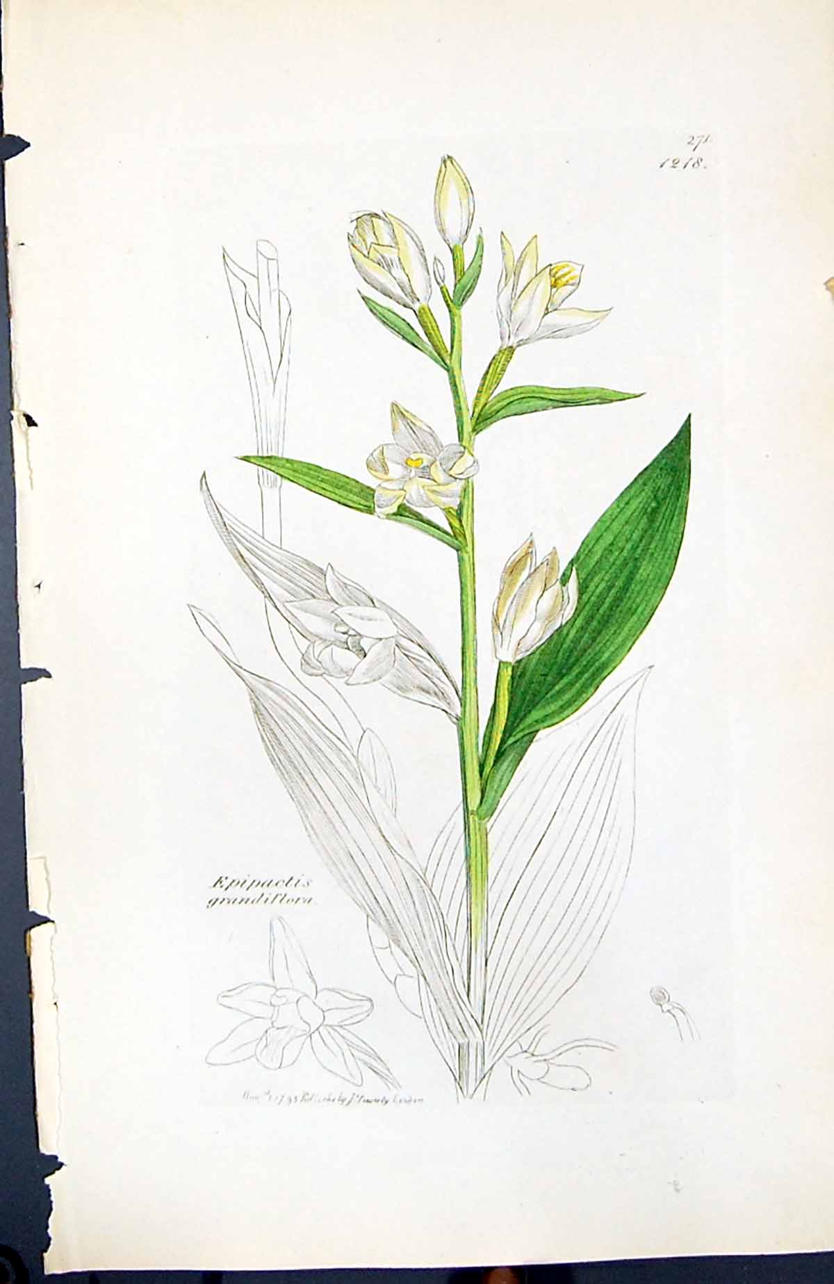 Old Print Epipactis Grandiflora British Plants Botany 1847 Sowerby Smith 19th