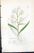 Antique Print Epipactis Ensifolia British Plants Botany 1847 Sowerby Smith 19th