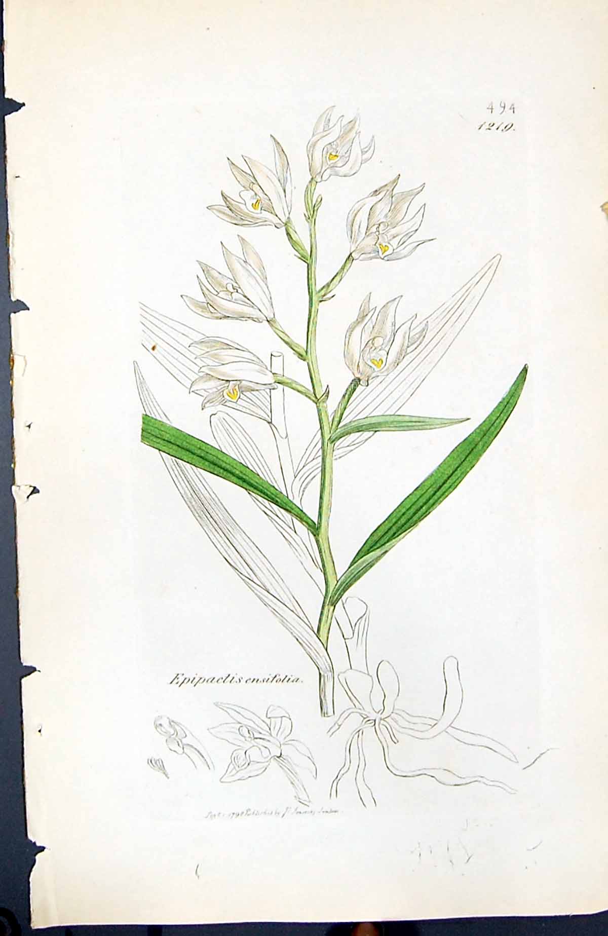 Antique Print Epipactis Ensifolia British Plants Botany 1847 Sowerby Smith 19th