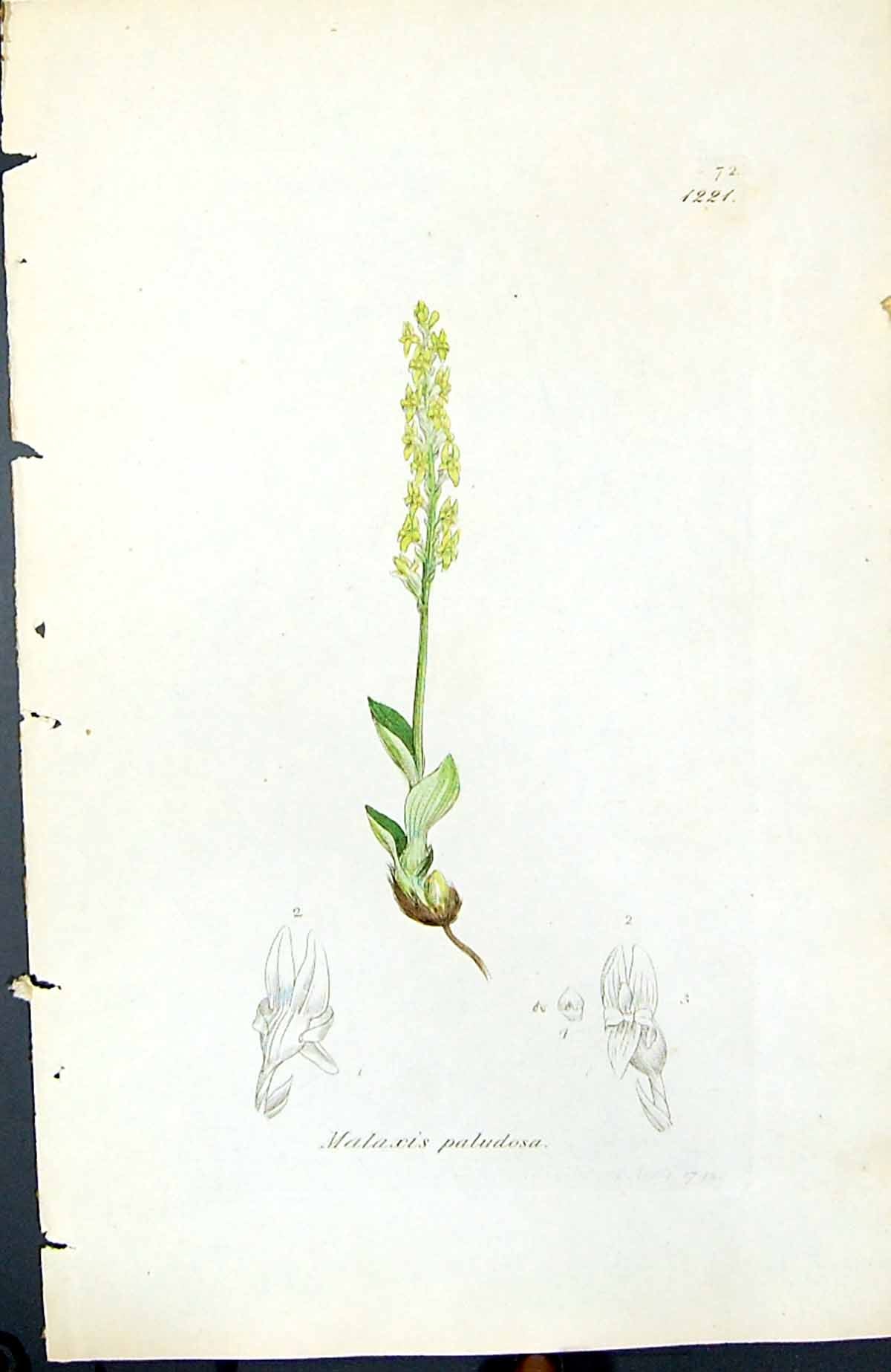 Antique Old Print Malaxis Paludosa British Plants Botany 1847 Sowerby Smith