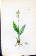 Antique Old Print Liparis Loeselii British Plants Botany 1847 Sowerby Smith